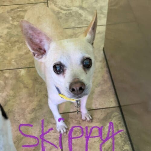 Senior dog named Skippy receiving overnight in-home pet sitting care in Phoenix Arizona