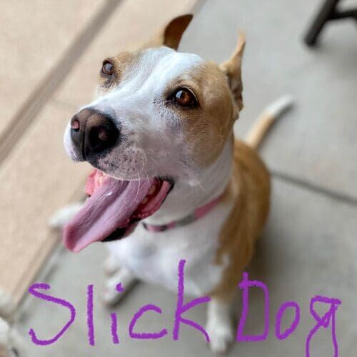 Bully mix named Slick enjoying a dog walking session in Glendale Arizona