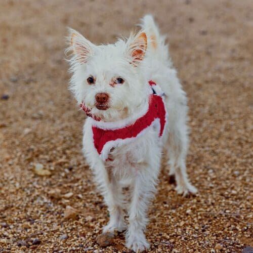 Dog trainer, Kristie's, second small white dog Zeke during a holiday Photoshoot in Peoria, AZ.