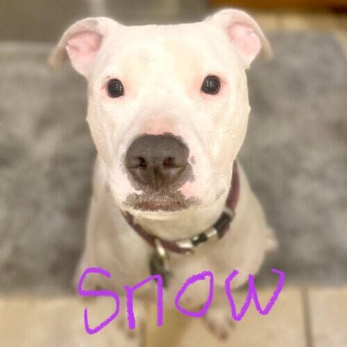 Rescued white pitbull puppy, Snow, needed in home puppy training assistance and canine socialization help in Glendale, AZ.