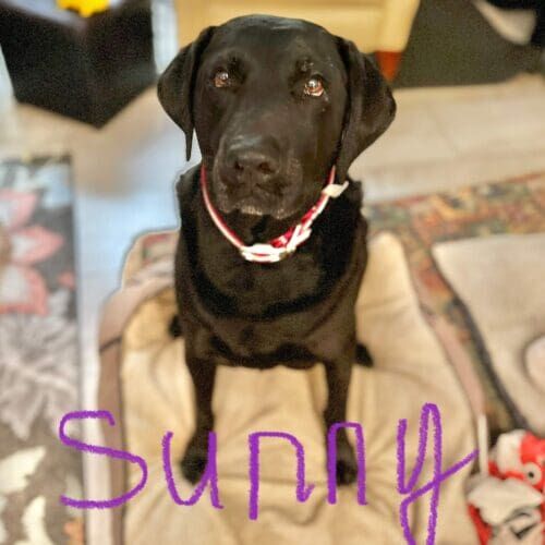 Black Labrador named Sonny receiving overnight in-home pet sitting care in Glendale Arizona