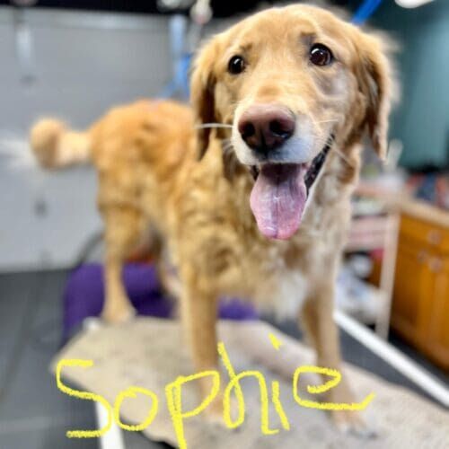 Golden Retriever named Sophie receiving a deshedding bath during a grooming visit in Glendale Arizona.