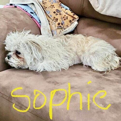 Dog named Sophie receiving overnight in-home pet sitting care in Anthem Arizona