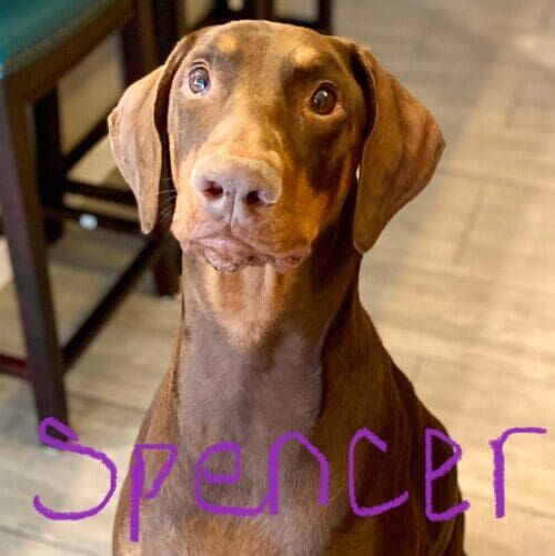 Doberman named Spencer working on loose leash walking and no-pull behavior in Glendale Arizona