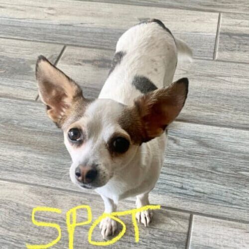 Chihuahua named Spot receiving overnight live-in pet sitting care in Vistancia Arizona