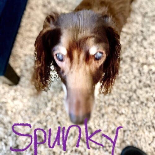 Senior long-haired dachshund named Spunky receiving live-in special needs pet sitting care in Vistancia Arizona