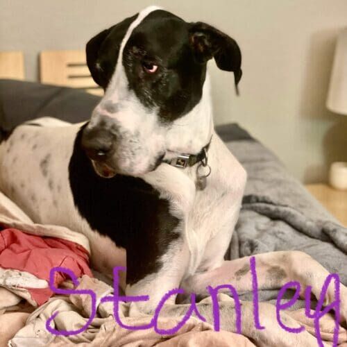 Great Dane named Stanley staying during a dog boarding visit in Glendale Arizona