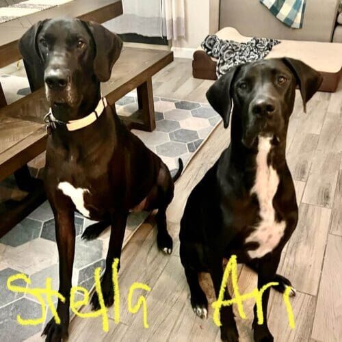 Black Great Danes receiving live-in pet sitting care during an all-day service in Phoenix Arizona