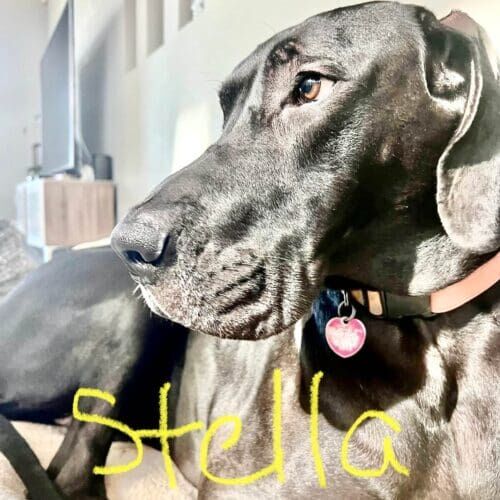 Great Dane named Stella receiving overnight in-home pet sitting care in Phoenix Arizona