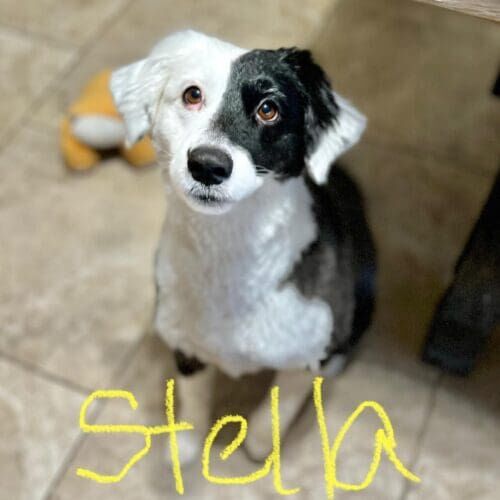 Black and white Border Collie mix puppy Stella, showed of her smarts during in-home puppy school in Peoria, AZ.