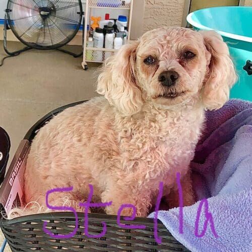 Lhasapoo named Stella enjoying daily dog walking and exercise in Glendale Arizona