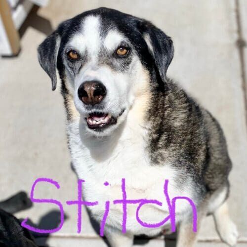 Dog named Stitch learning how to walk without pulling during leash training sessions in Glendale Arizona