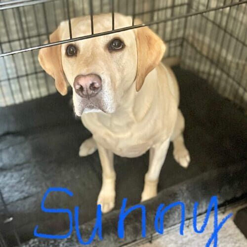 Labrador retriever named Sunny working on leash reactivity training to improve calm behavior in Glendale Arizona