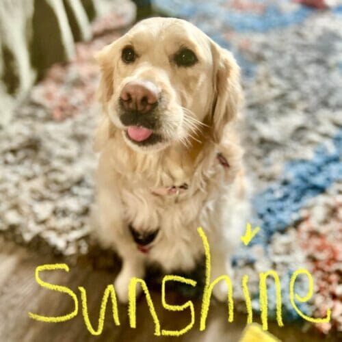 Golden Retriever puppy, Sunshine, demonstrates how cute, smart, and silly this breed is during in-home puppy training in Peoria, AZ.