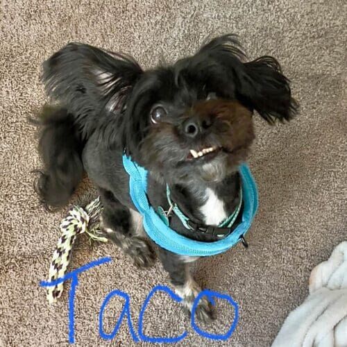 Small dog named Taco receiving in-home behavior-focused training in Peoria Arizona