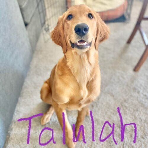 Golden Retriever puppy, Talulah, aced all of the puppy training skills with at home training in Peoria, AZ.
