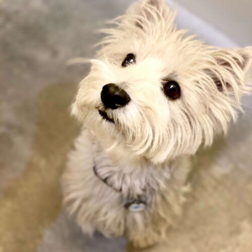 Photo of a while Westie looking adorable during a pet sitting drop in visit in Glendale, AZ.