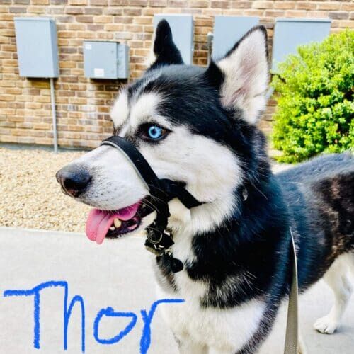 Husky named Thor practicing leash training using a head halter for improved control in Glendale Arizona