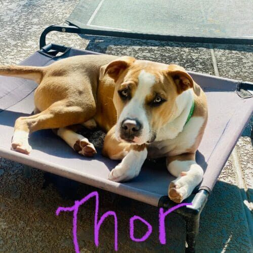 Fawn and white pitbull foster puppy Thor enjoying some outside time on a raised cot during foster care.