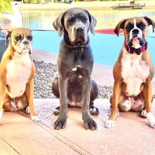 Three sibling dogs staying together during a boarding visit in Glendale Arizona