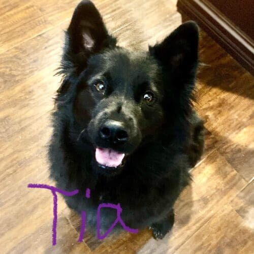 Dog named Tia receiving overnight in-home pet sitting care in Glendale Arizona
