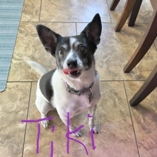 Terrier mix named Tiki receiving professional drop-in pet sitting visits in Peoria Arizona