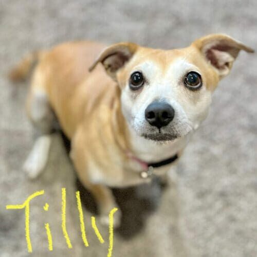 Dog named Tilly working on resource guarding behavior through positive reinforcement training in Glendale Arizona