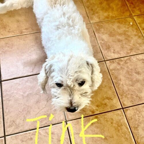 Dog named Tink receiving in-home vacation pet sitting care in Glendale Arizona