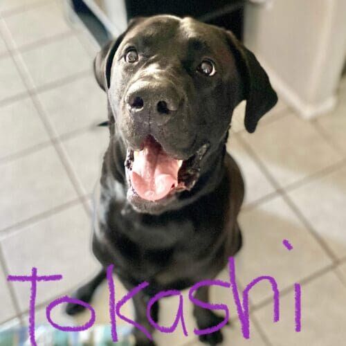 Mastiff mix named Tokashi working on leash manners and no-pull walking skills in Peoria Arizona