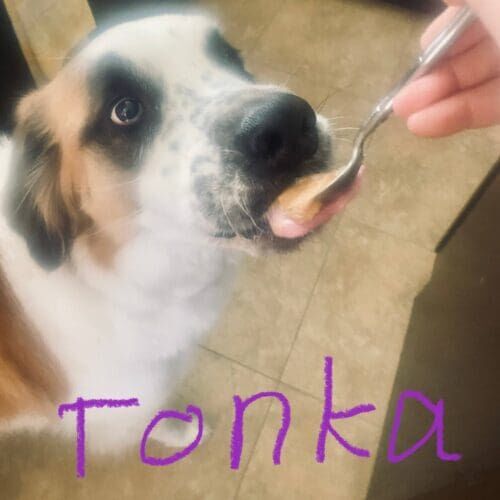 Saint Bernard named Tonka receiving in-home pet sitting visits and dog walking services in Phoenix Arizona