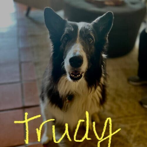Collie mix named Trudy enjoying a dog walking session in Glendale Arizona