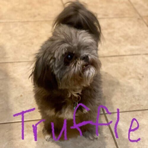 Dog named Truffle participating in in-home behavior modification training in Phoenix Arizona