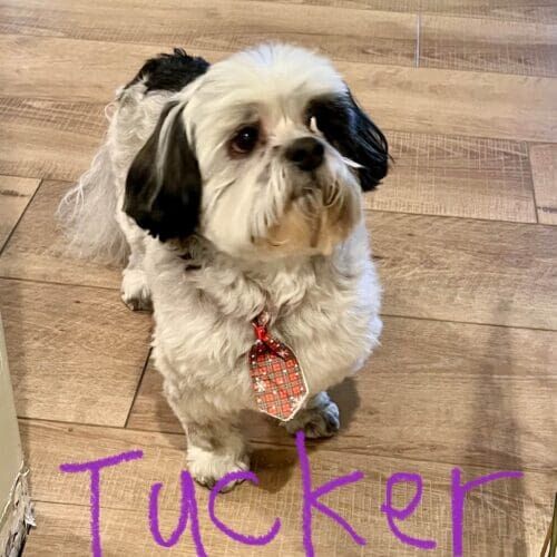 Shih Tzu named Tucker practicing in-home obedience training in Peoria Arizona
