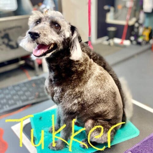 Mini Schnauzer named Tukker receiving grooming and nail trimming during a grooming visit in Glendale Arizona.