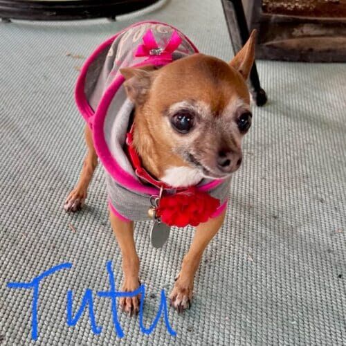 Senior Chihuahua named Tutu receiving special needs pet sitting care in Glendale Arizona