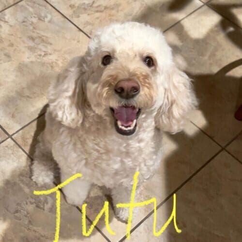 Doodle named Tutu enjoying daily dog walking with a bonded and insured dog walker in Phoenix Arizona