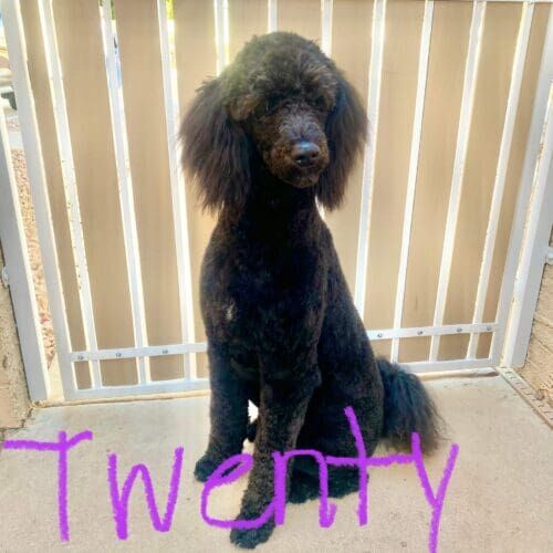 Standard Poodle receiving a grooming session after a bath in Glendale Arizona .