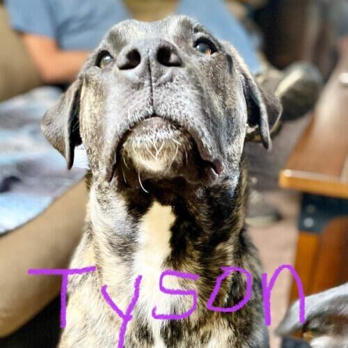 Dog named Tyson working on door boundary control and recall training in Glendale Arizona