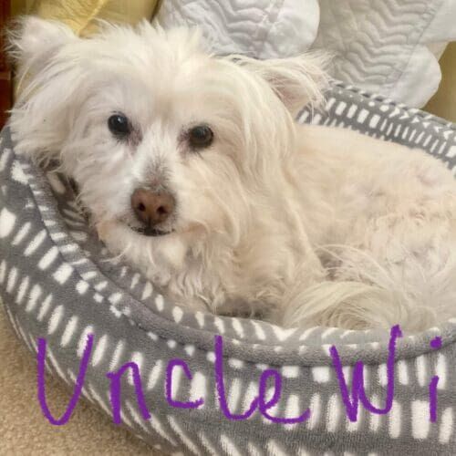 Rescued senior dog named Uncle Wi receiving all-day and overnight pet sitting care in Anthem Arizona