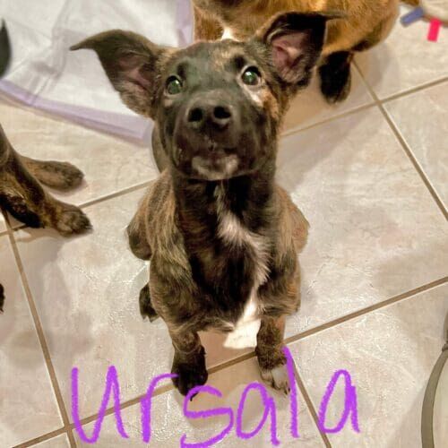 Shepherd mix puppy Ursala sits politely while waiting for food in her new foster home.