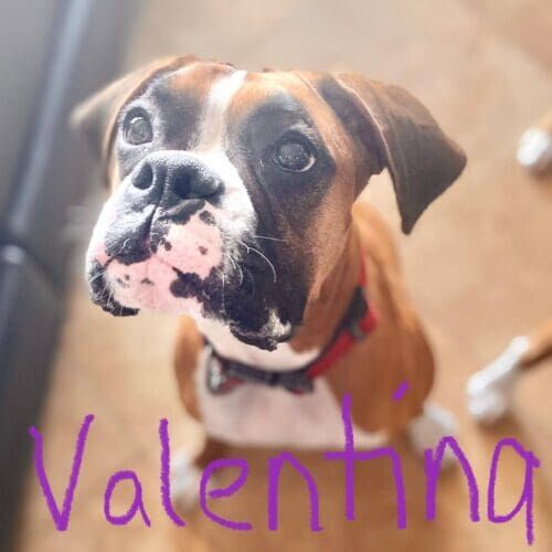 Boxer named Valentina receiving drop-in pet sitting visits in Glendale Arizona