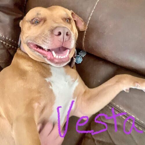 Red nose pitbull named Vesta receiving in-home pet sitting visits in Phoenix Arizona