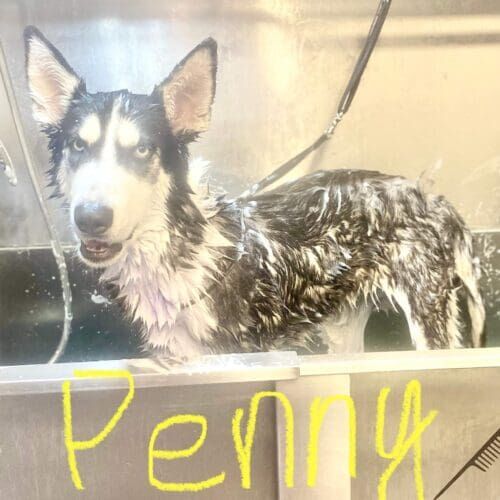 Husky named Penny receiving a deshedding shampoo bath during a grooming visit in Glendale Arizona