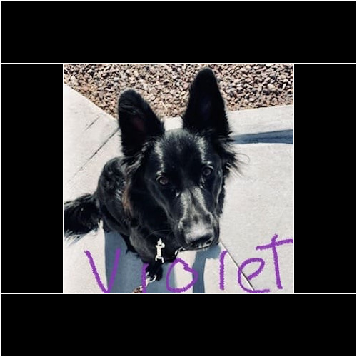 Black German Shepherd Violet intently focuses during her daily dog walking in Sun City Arizona
