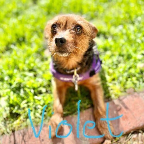 Yorkie named Violet receiving in-home pet sitting care from a bonded and insured pet sitter in Glendale Arizona