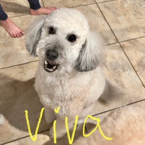 Dog receiving in-home pet sitting care from a bonded and insured sitter in Phoenix Arizona