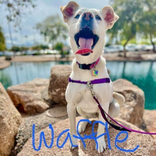 Rescue mixed breed Waffle excelled during group dog obedience class in Glendale, AZ