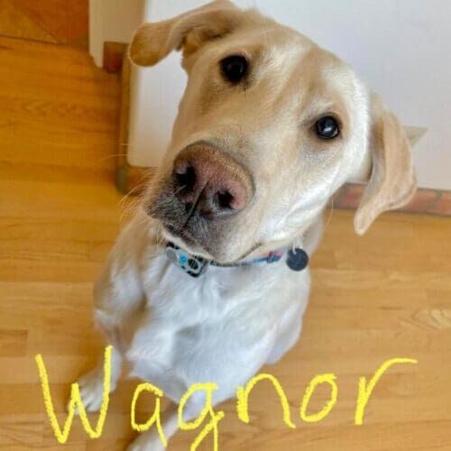 Yellow Lab puppy Wagnor loves playing with his pet sitters when his family leaves for vacation.