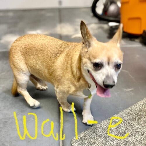 Dog named Walle receiving nail grinding during a grooming visit.