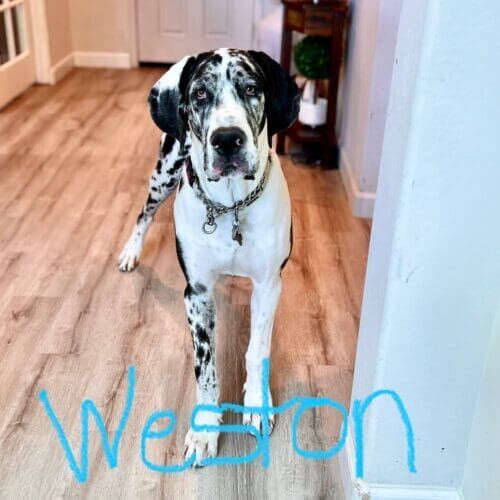 Great Dane named Weston practicing obedience and leash training skills in Peoria Arizona